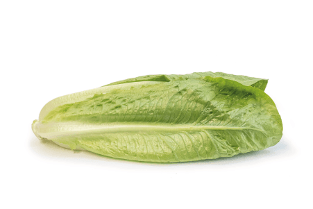 Lechuga Romana (Libra)