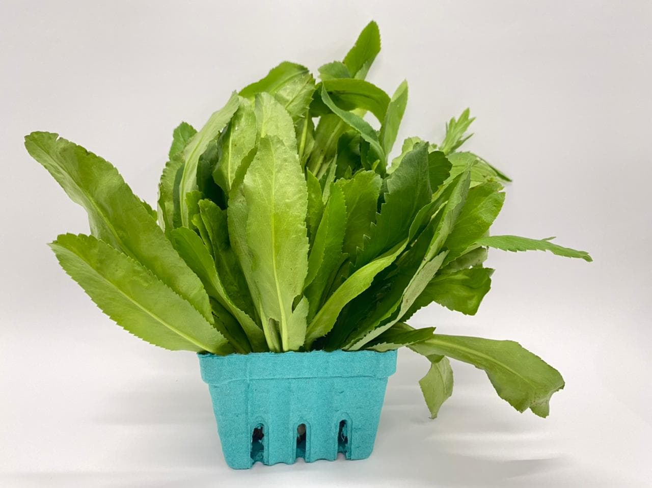Culantro