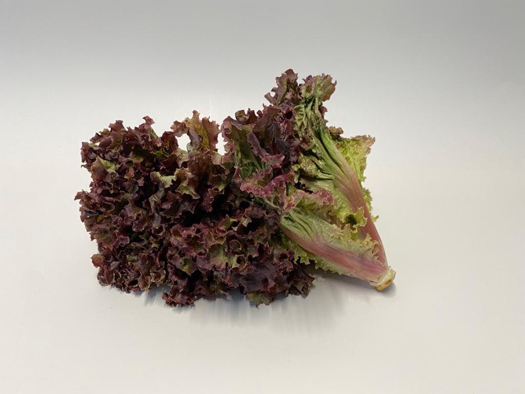 Lechuga roja (libra)