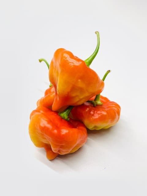 Aji trompito (libra)