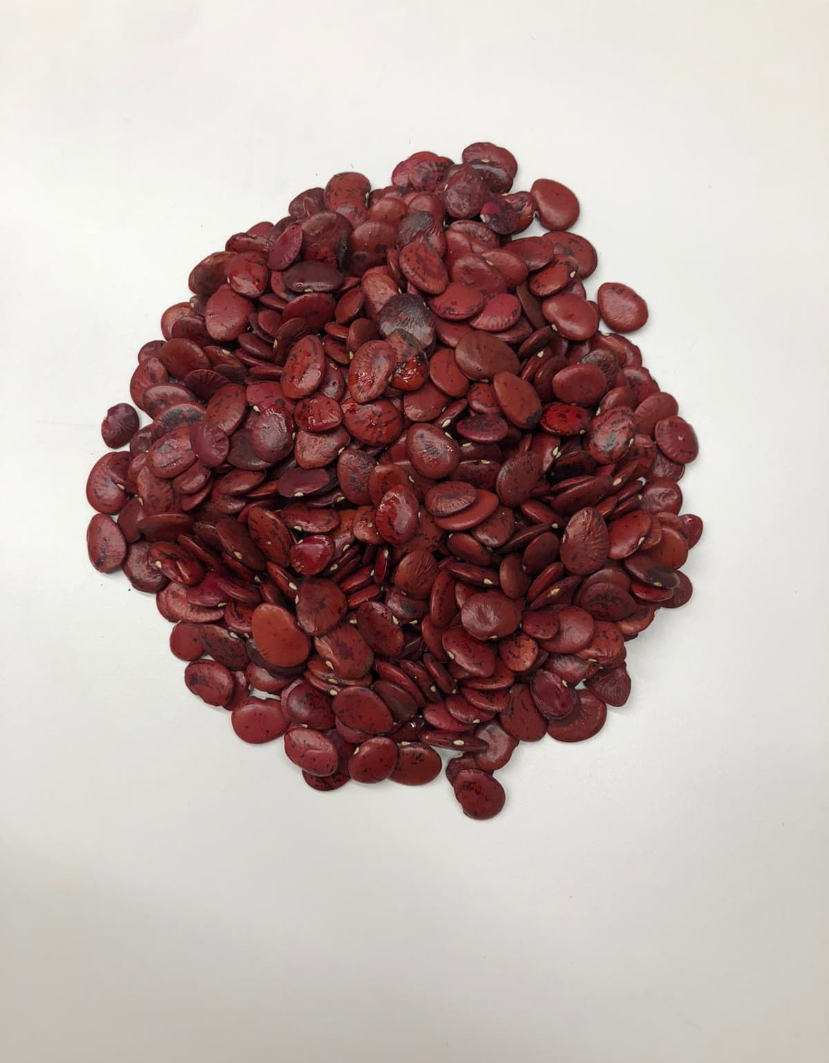 Haba roja