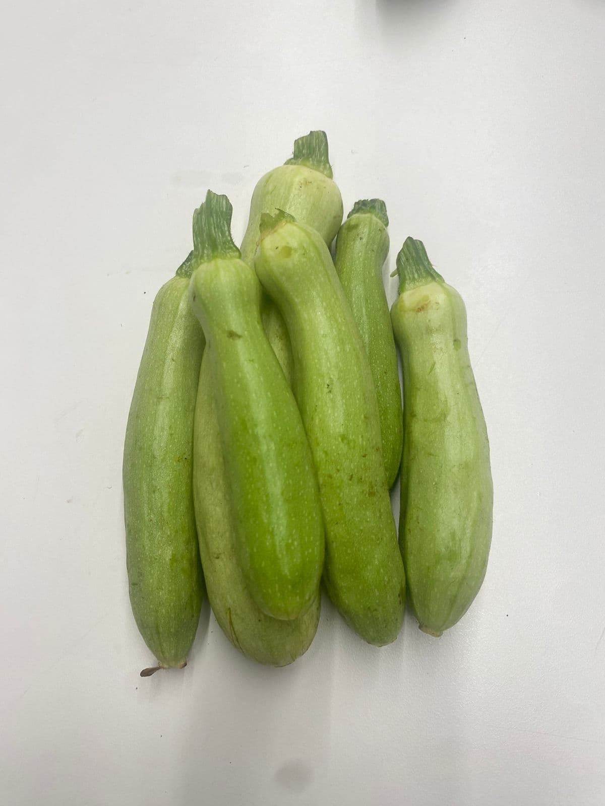 Calabacin Blanco
