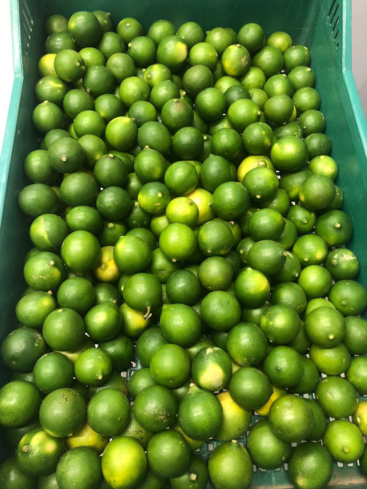 Limón de Seda (ciento)