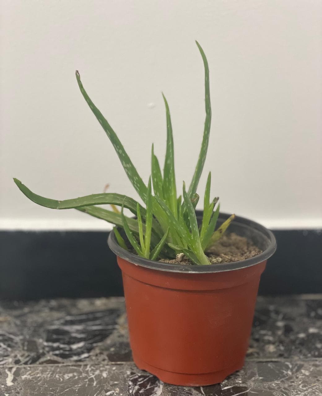 Plantón sábila