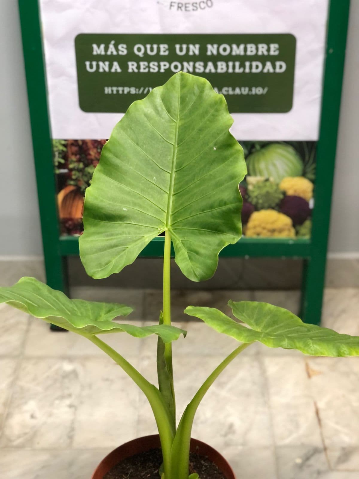 Planta Oreja De Elefante