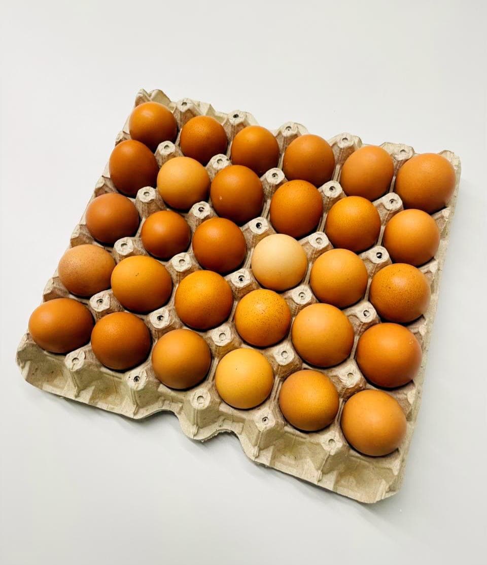 Huevos de Patio - Pastoreo - Flat
