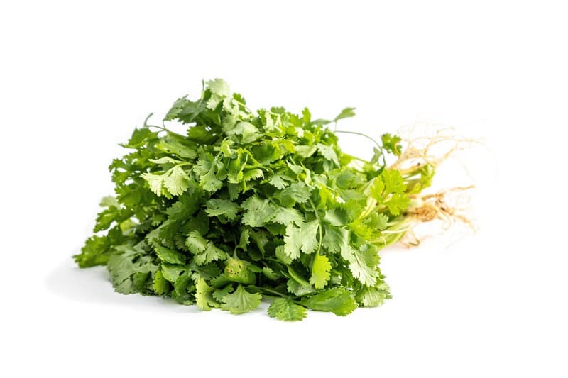 Cilantro (Pack 0.30 )