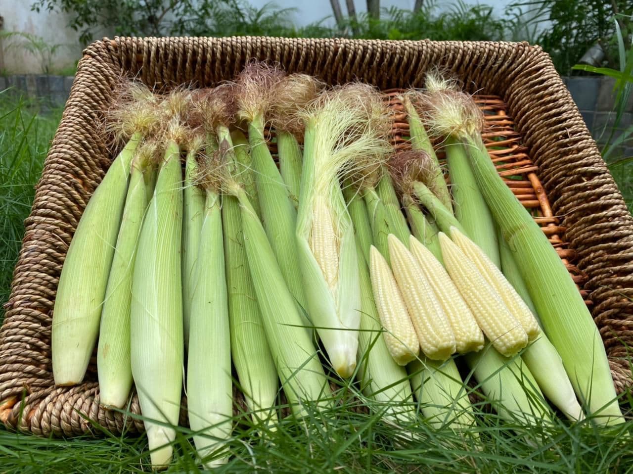 Baby corn en capullo (unidad)